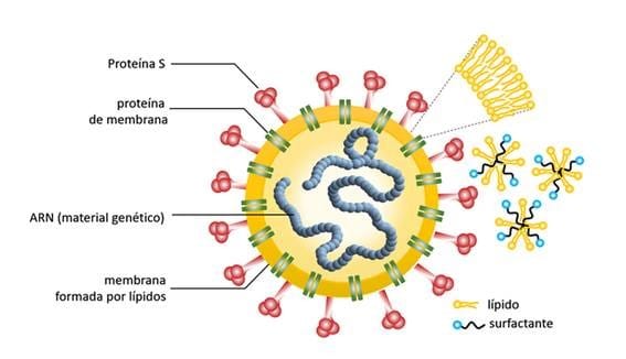 NOB166® aporta el surfactante necesario para hidrolizar esa capa de lípidos que permite desactivar el coronavirus