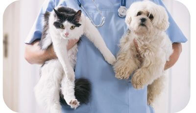 animales en el veterinario infecciones